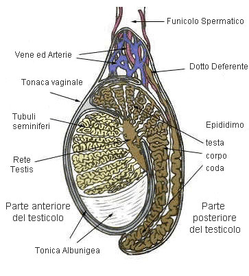 testicolo